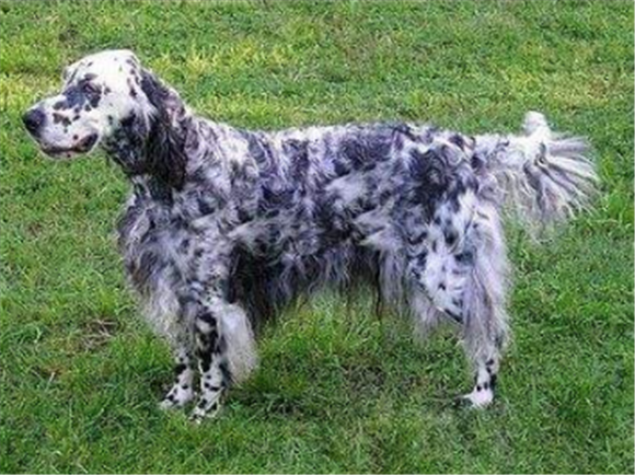 英国雪达犬一般有多高