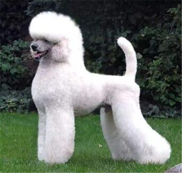 贵宾犬吃多了拉稀怎么办 贵宾犬吃多了拉稀怎么办