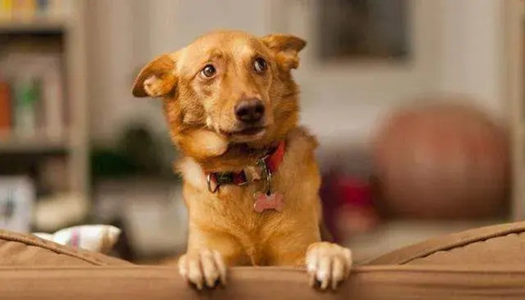 犬种体型分类划分标准对照表