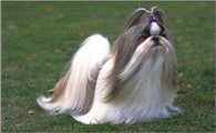 拉萨犬吃多了拉稀怎么办
