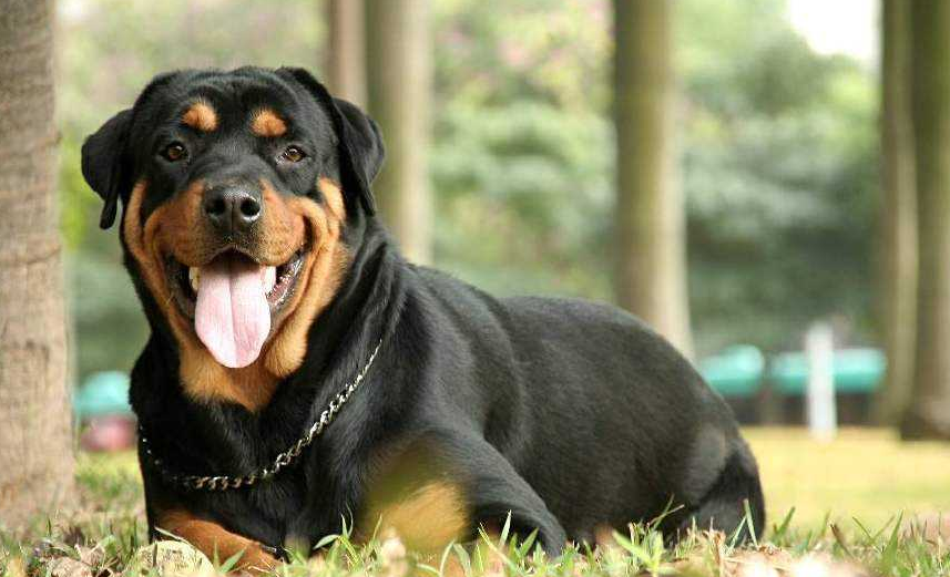罗威纳犬怎么训练才听话 罗威纳犬怎么训练才听话