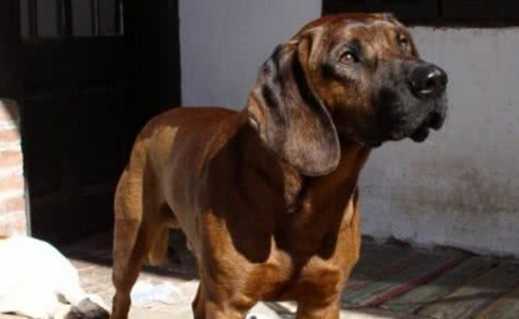 汉诺威猎犬的毛色有几种