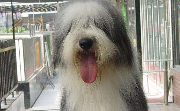 古代长须牧羊犬不能吃什么