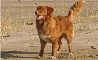 养斯科舍诱鸭寻回犬要注意什么