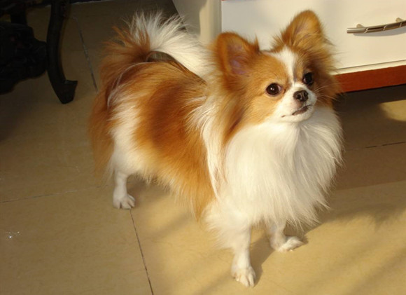 蝴蝶犬吃多了拉稀怎么办 蝴蝶犬吃多了拉稀怎么办
