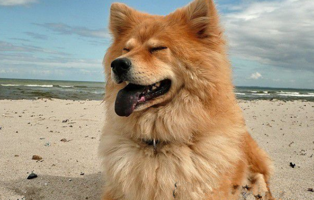 欧亚大陆犬的性格外貌特征