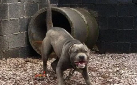 波利犬为什么禁养 波利犬为什么禁养