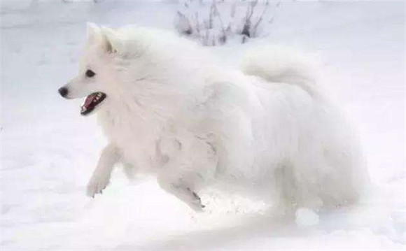 美国爱斯基摩犬窝咳吃什么药最好 美国爱斯基摩犬窝咳吃什么药最好