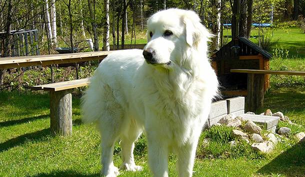 对于纽芬兰和比斯开湾的渔民来说,没有一种犬比大白熊犬更适宜做他们