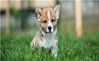 威尔斯柯基犬该怎么喂养