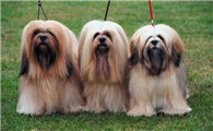 拉萨犬聪明吗