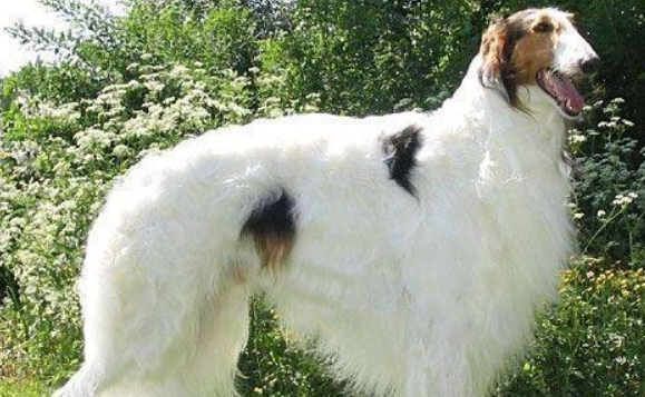 苏俄牧羊犬吃多了吐了怎么办