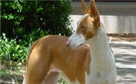 依比沙猎犬如何训练