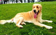 黄金猎犬的用途是什么