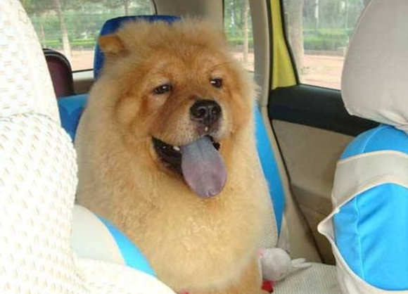 松狮犬什么颜色好 松狮犬什么颜色好