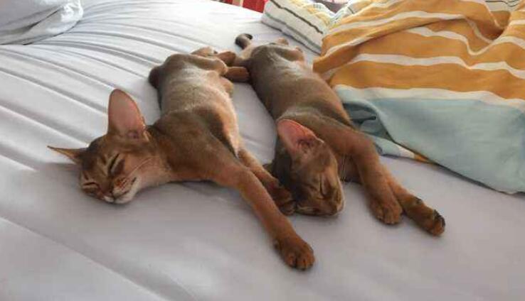 阿比西尼亚猫粘人吗