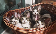 德文卷毛猫生病怎么护理