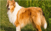 柯利犬训练项目
