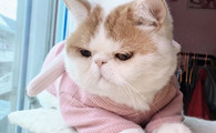 异国短毛猫应该如何训练