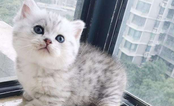 东奇尼猫生病了什么状态