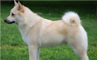 挪威布哈德犬哪种颜色好
