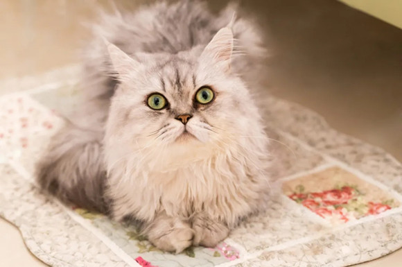 金吉拉猫为什么要绝育 金吉拉猫为什么要绝育