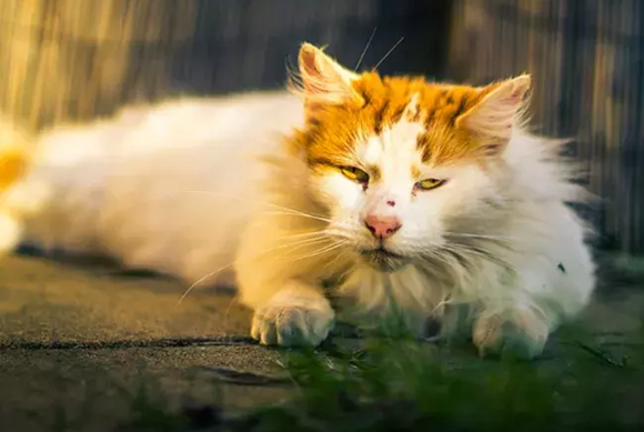 土耳其梵猫的体重是多少 土耳其梵猫的体重是多少