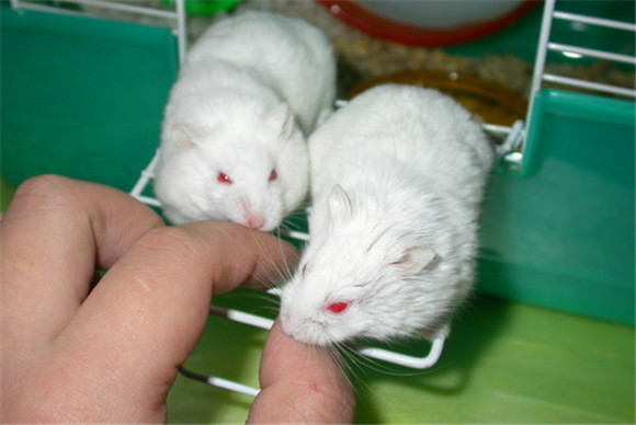 雪球仓鼠喂什么比较好