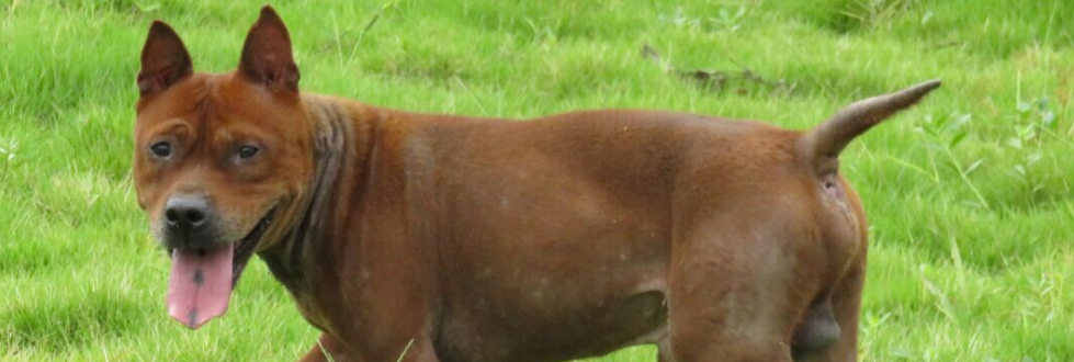 养川东猎犬要注意什么 养川东猎犬要注意什么