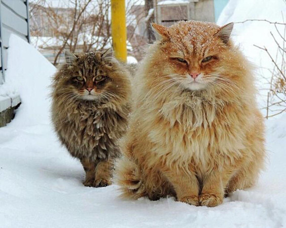 缅因猫有什么特点 缅因猫有什么特点