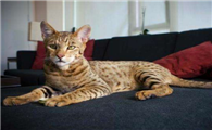 埃及猫有什么特点