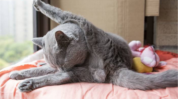 英国短毛猫生病怎么护理 英国短毛猫生病怎么护理