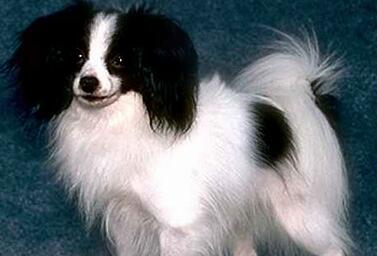 菲利犬吃多了吐了怎么办 菲利犬吃多了吐了怎么办