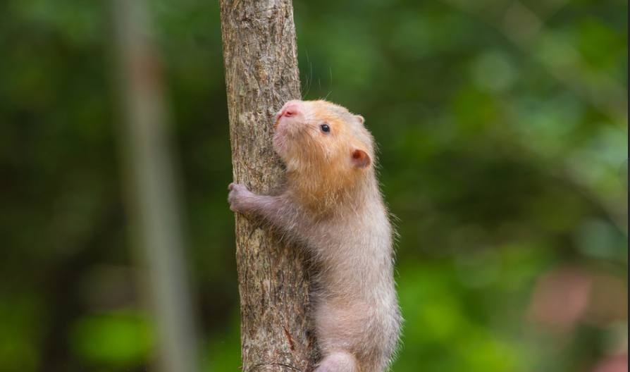 小竹鼠是什么颜色