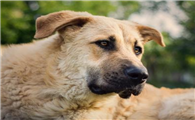 安纳托利亚牧羊犬吐了需要怎么办