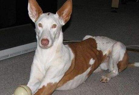 伊比赞猎犬起源和介绍