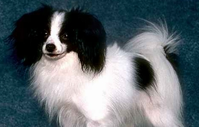 养菲利犬注意事项