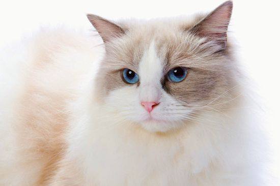 土耳其安哥拉猫品相怎么看