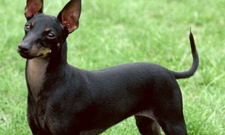 捕鼠梗犬什么时候产仔 捕鼠梗犬什么时候产仔