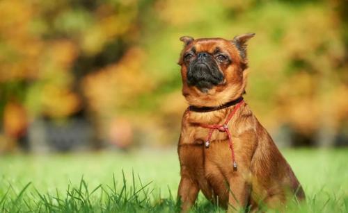 布鲁塞尔格里芬犬饲养有什么注意点