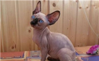 加拿大无毛猫不能吃什么