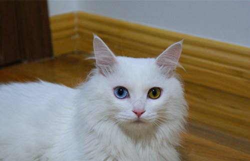 山东狮子猫的体重是多少 山东狮子猫的体重是多少
