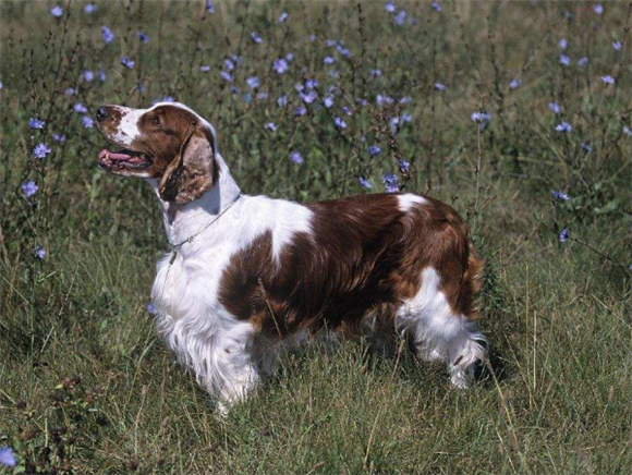 威尔斯激飞猎犬窝咳吃什么药最好