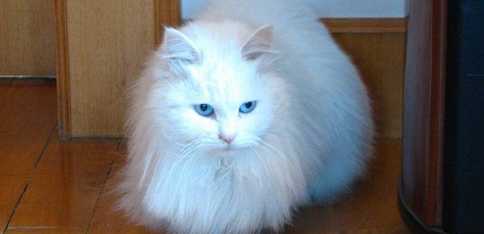 山东狮子猫好养吗