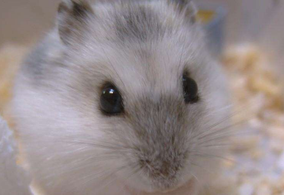 紫衣仓鼠喂什么比较好