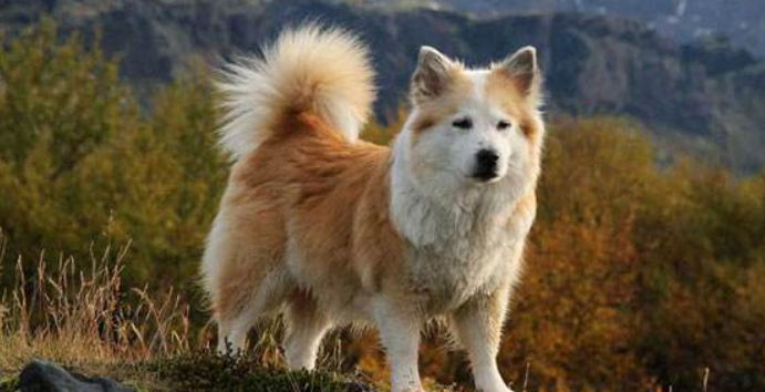 冰岛牧羊犬起源和介绍 冰岛牧羊犬起源和介绍