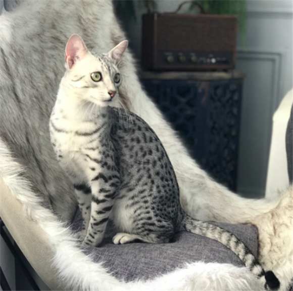 埃及猫怎么看品相