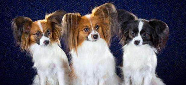 菲利犬的原产地在哪里 菲利犬的原产地在哪里