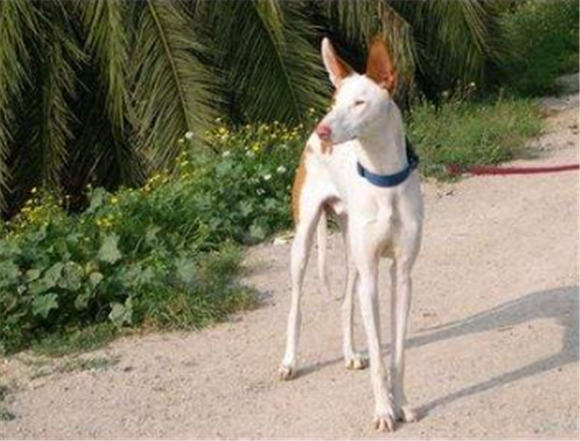 依比沙猎犬的饲养要点有哪些