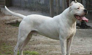什么东西拳狮犬不能吃 什么东西拳狮犬不能吃